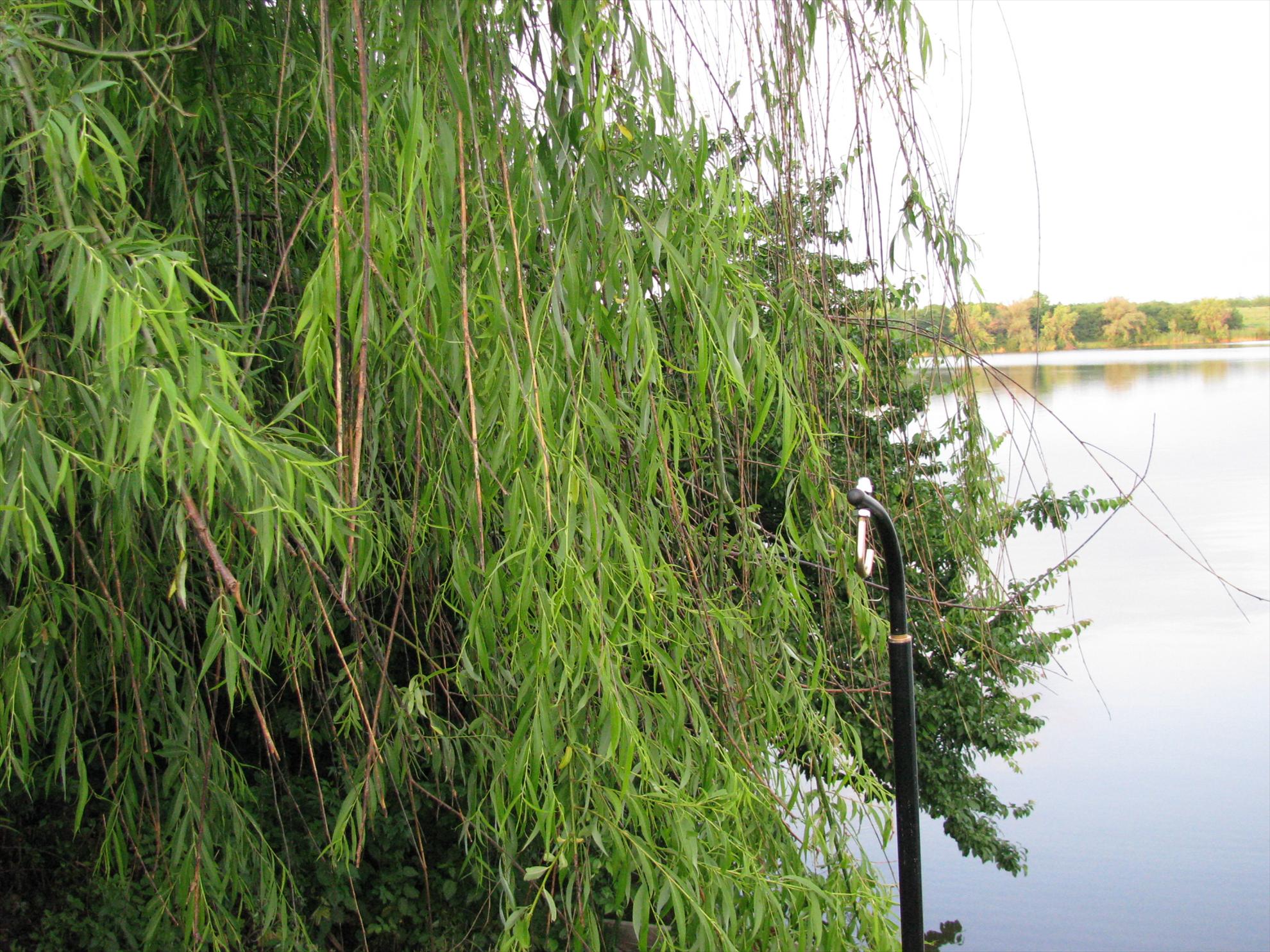 Poze 19-21.05.2012 Tancabesti Avicola 2 - img0173.JPG